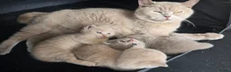 British Shorthair cats for sale: ❤️TICA CHUNKY BABIES❤️ - Advert 4