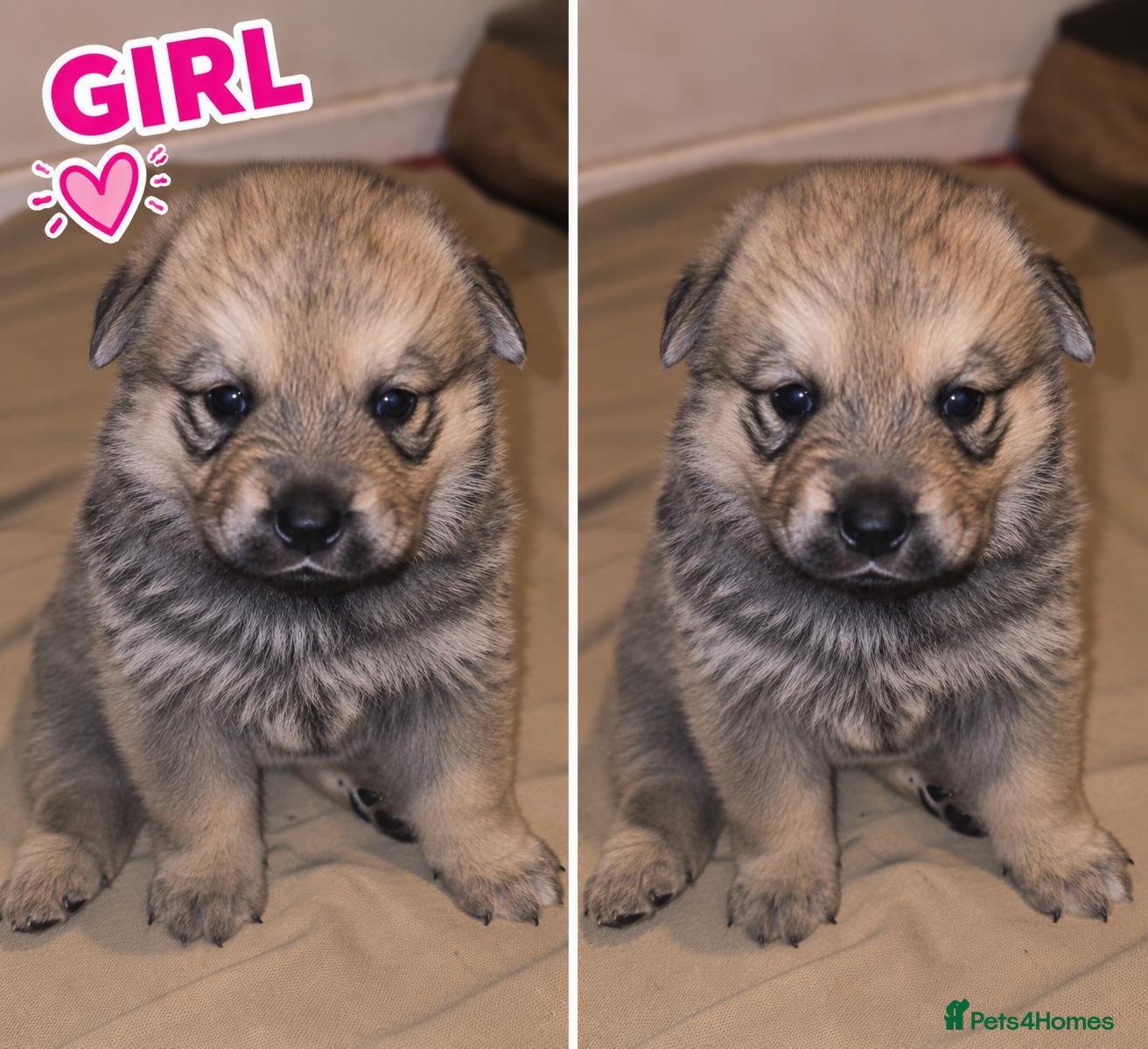 Mixed Breed dogs Rokita puppies  - Advert 2