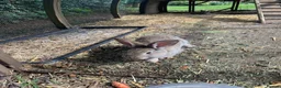 Continental Giant rabbits for sale: Pure Continental Giant rabbits  - Advert 3