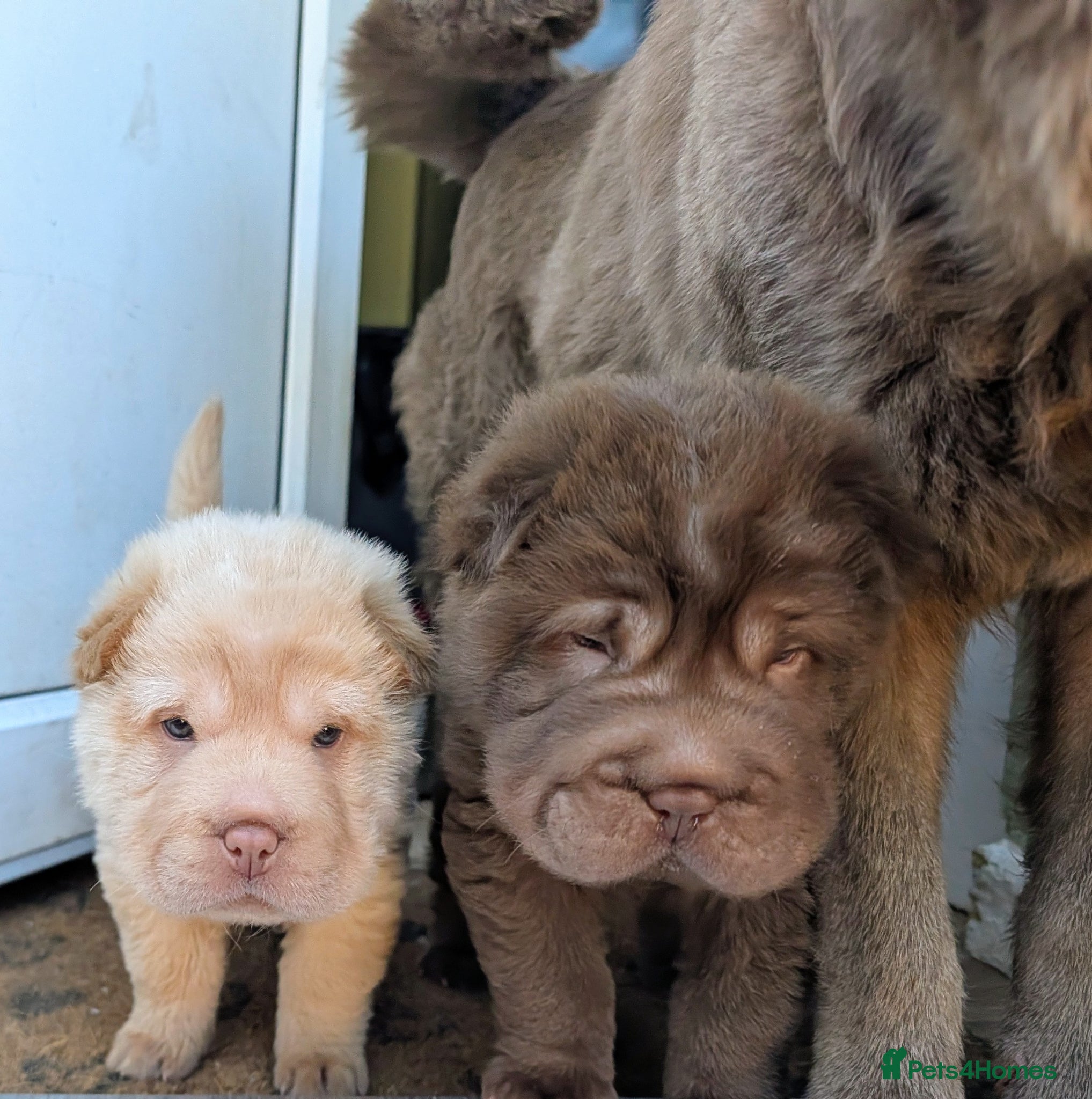 Shar Pei dogs REDUCED Ready to leave in 2 weeks. - Advert 1