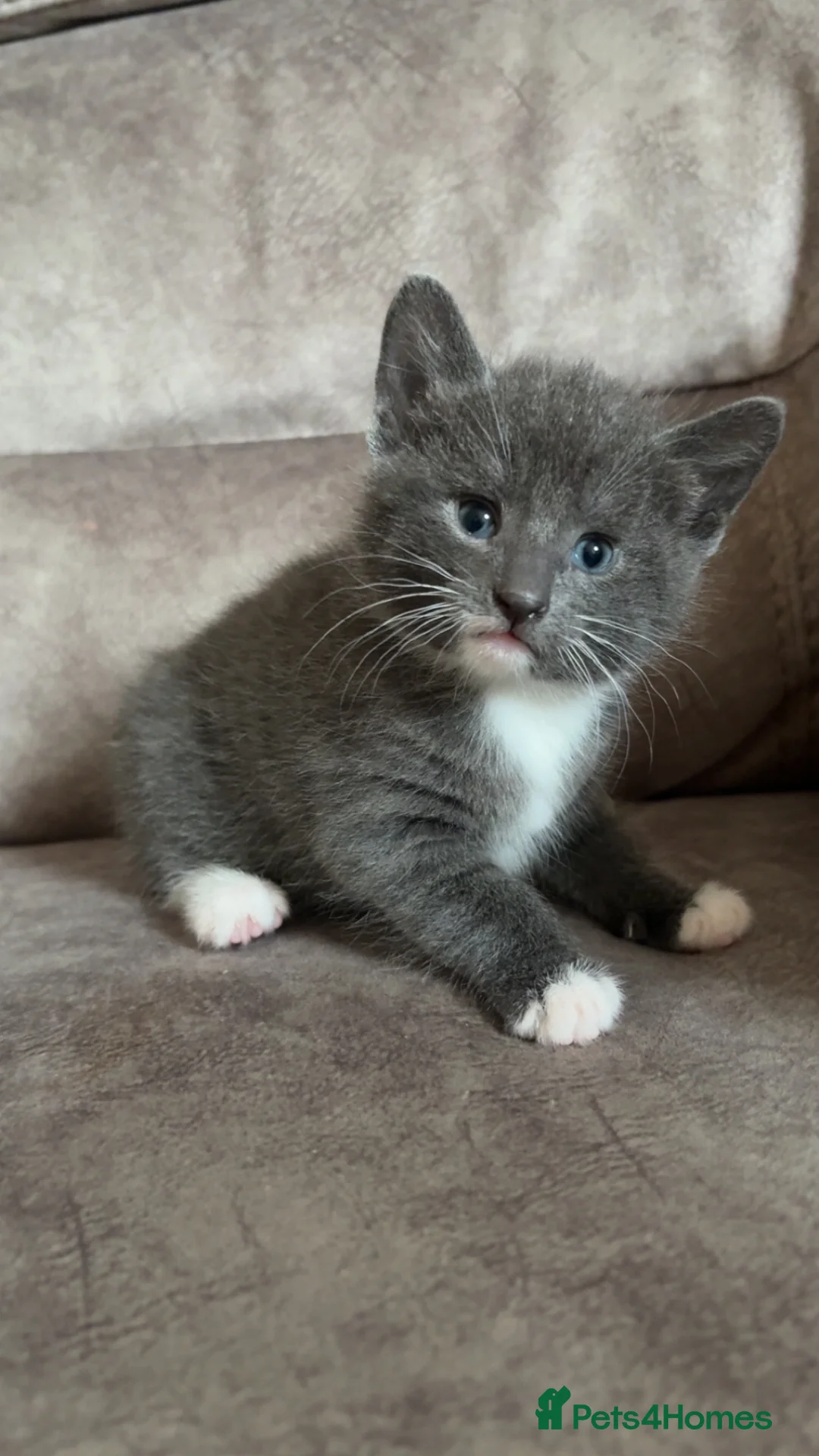Mixed Breed cats for sale: Adorable Black & White & Grey/White Kittens - Advert 1