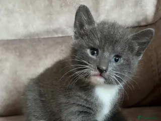 Mixed Breed cats Adorable Black & White & Grey/White Kittens - Advert 1