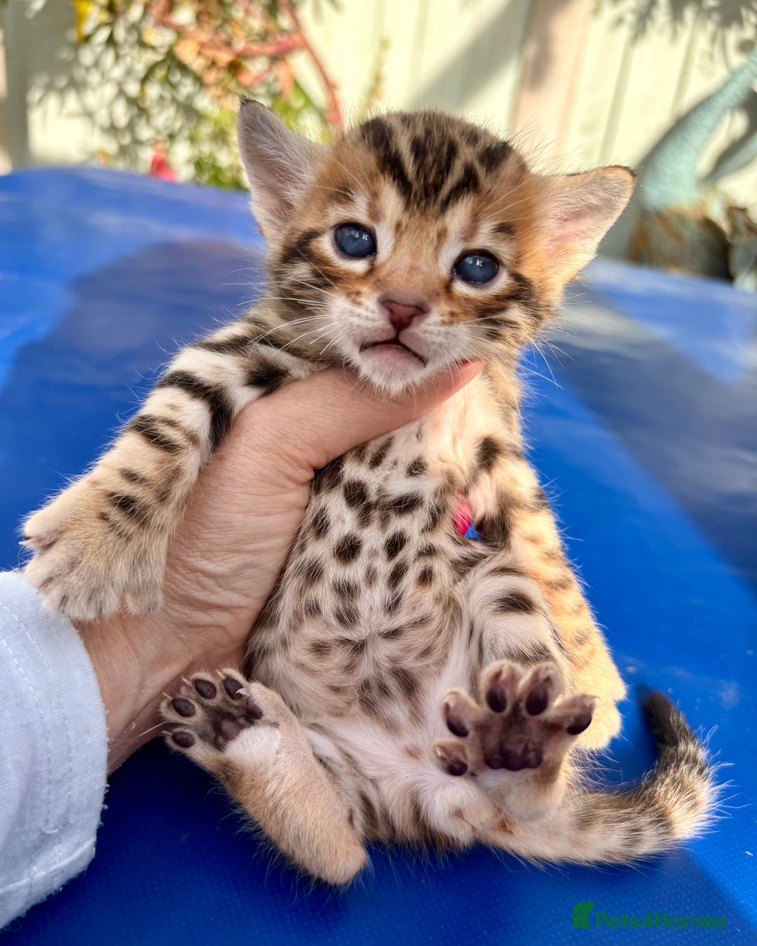 Keetso cats for sale: Stunning golden keetsos  - Image 17
