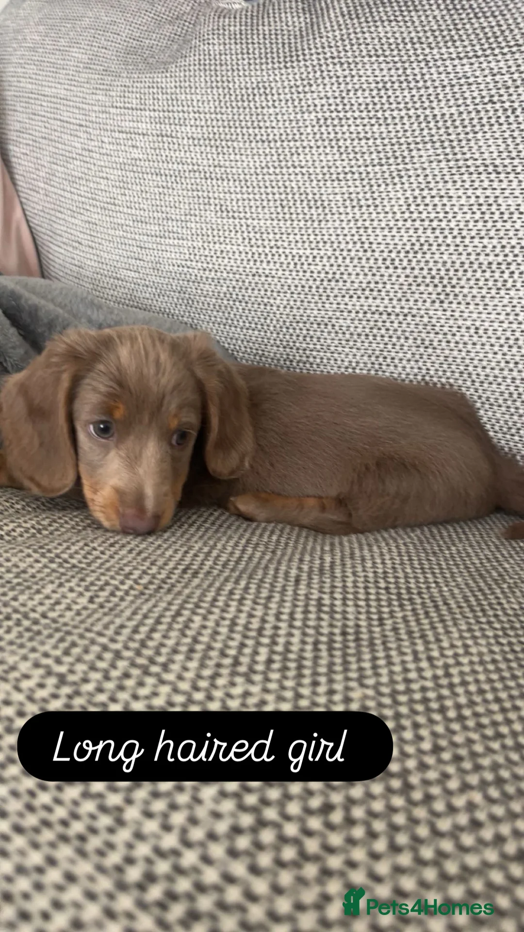 Miniature Dachshund dogs for sale: Ready for there forever homes❤️ - Advert 2