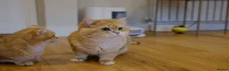 British Shorthair cats for sale: Rehome a 2 years old BSH golden male - Advert 6