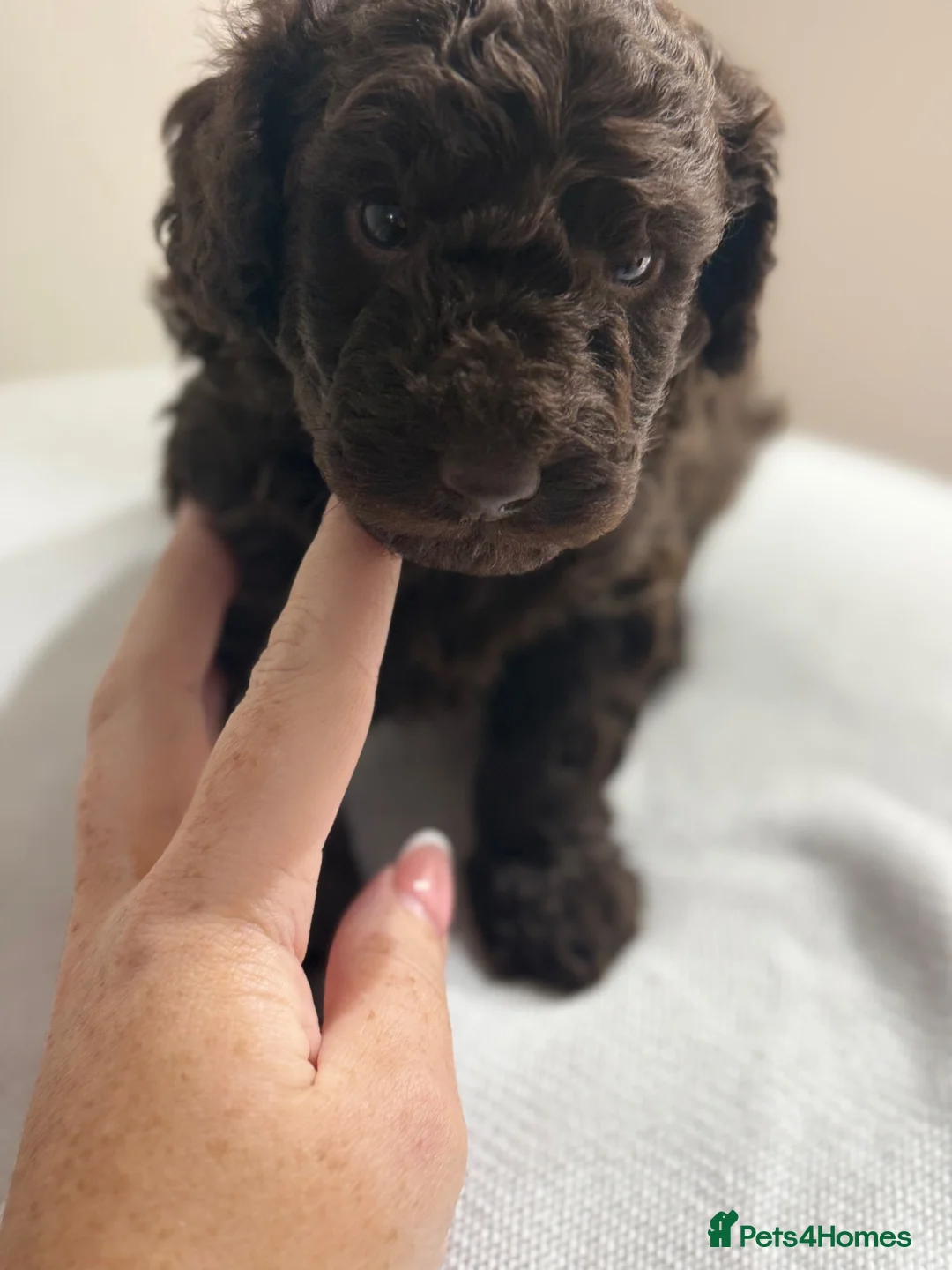 Cockapoo dogs for sale: Chocolate Brown Cockapoo Puppies - Advert 2
