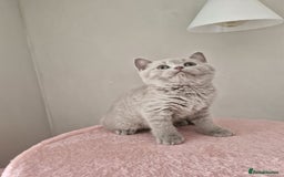 British Shorthair cats for sale: 8 Pedigree British Shorthair Kittens Blue Lilac  - Image 13