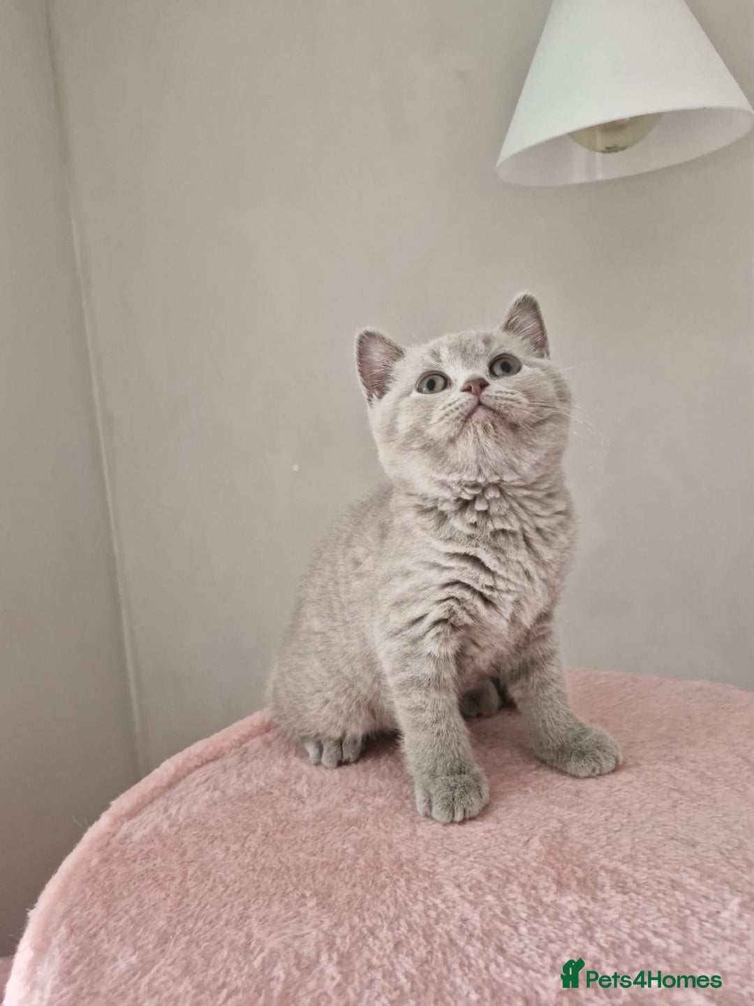 British Shorthair cats for sale: 8 Pedigree British Shorthair Kittens Blue Lilac  - Image 13