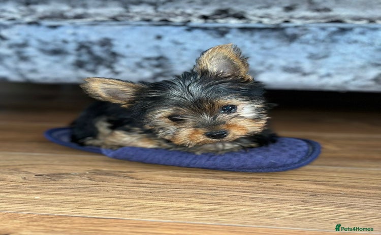 Yorkshire Terrier dogs - Advert 13