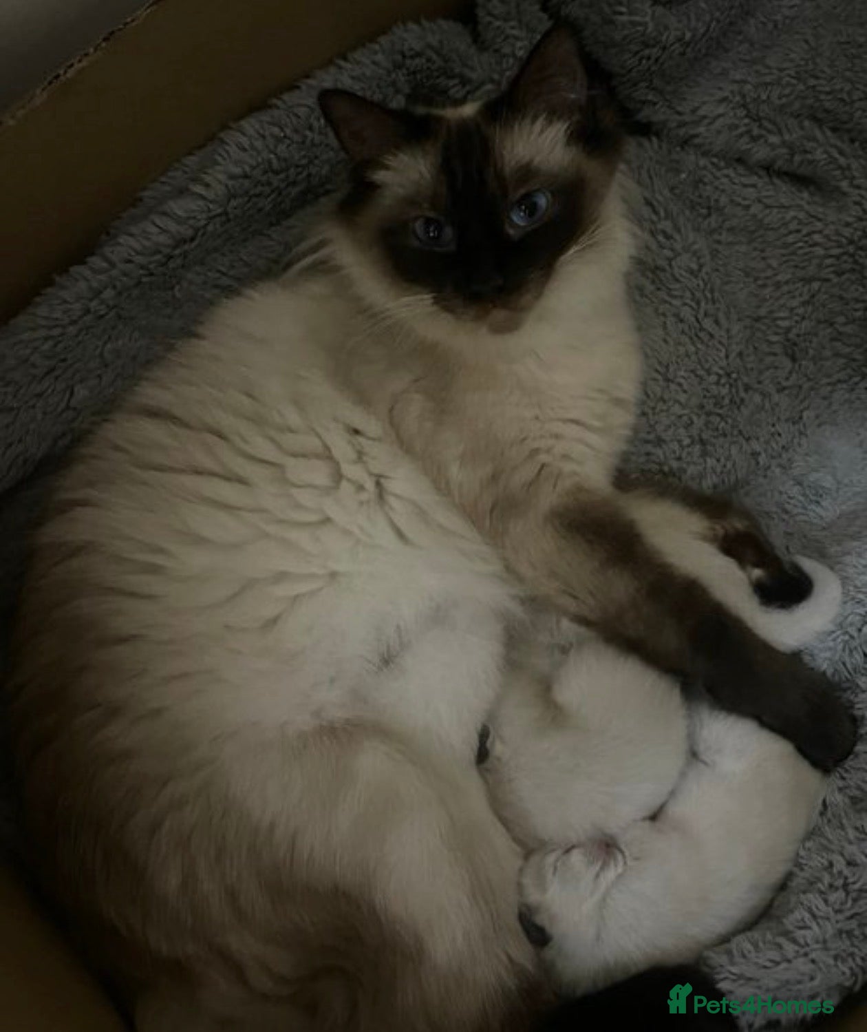 Ragdoll cats Beautiful full pedigree Ragdoll kittens for sale. - Advert 1