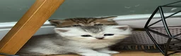 British Shorthair cats for sale: 4 x British Shorthair Kittens - Advert 18