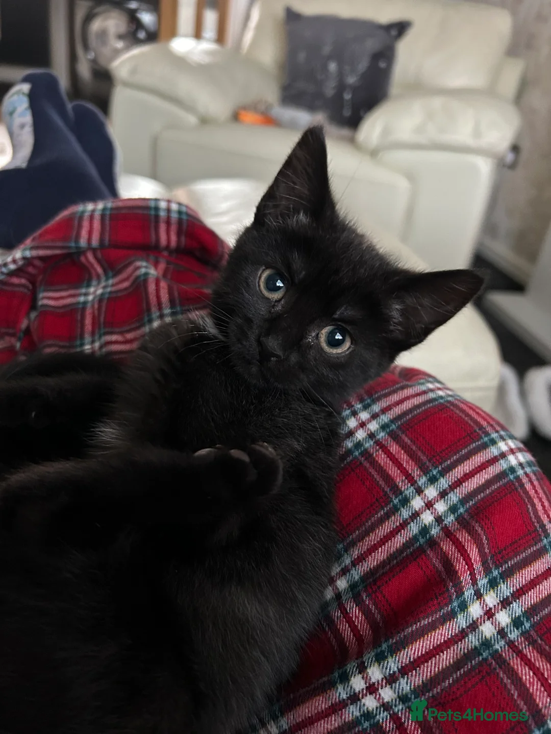 British Shorthair cats for sale: 13 week old female kitten in Wallsend - Advert 1