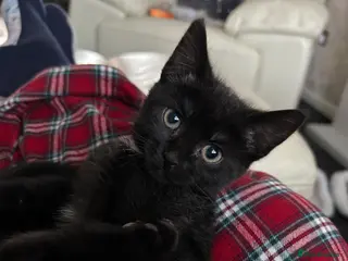 British Shorthair cats 13 week old female kitten in Wallsend - Advert 1