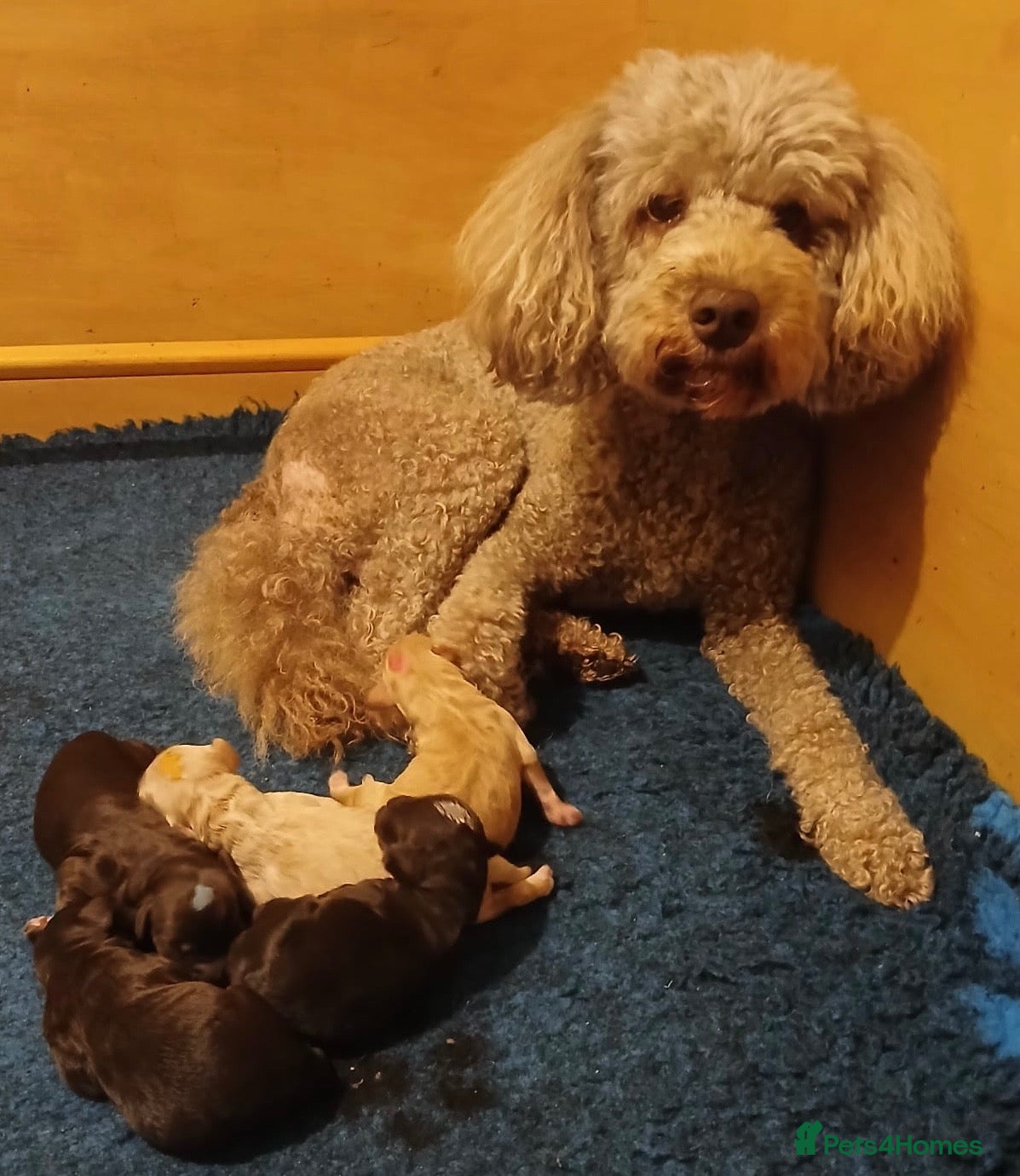 Australian Labradoodle dogs     🐾 Adorable Australian Labradoodle Puppies  - Advert 1