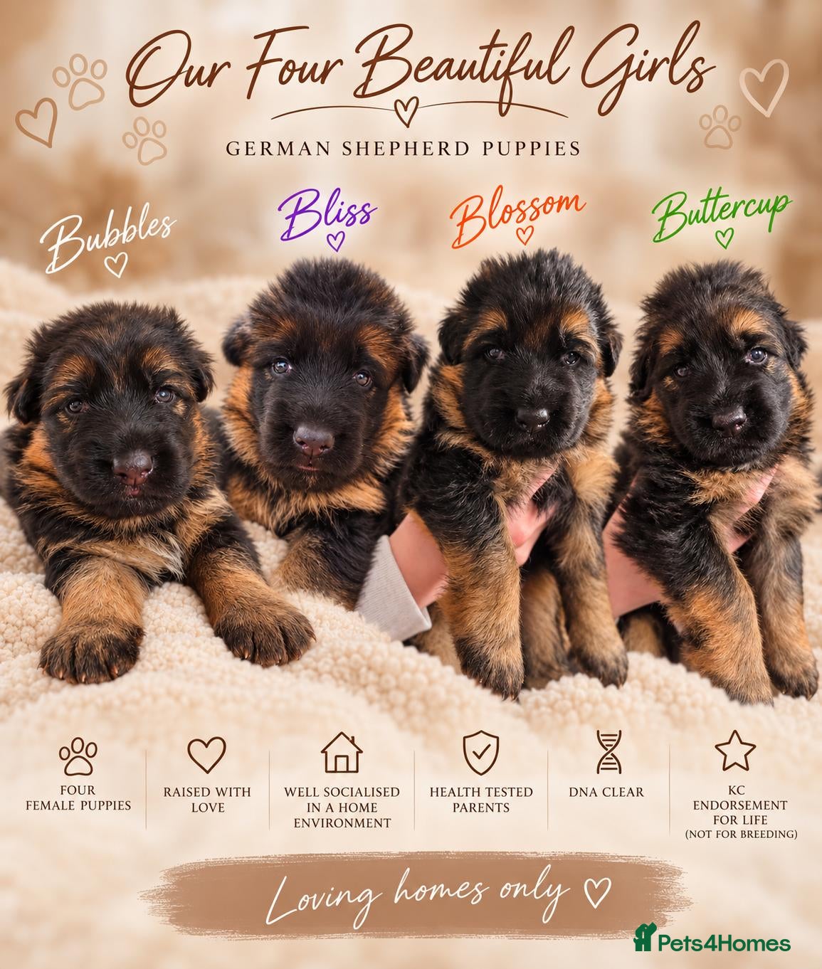 German Shepherd dogs for sale: Outstanding pedigree German Shepherd Girls  - Advert 15