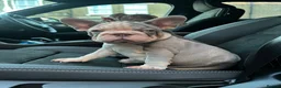 French Bulldog dogs for sale: Ready to go! Top quality French bulldogs  - Advert 7