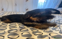 Yorkshire Terrier dogs for sale: Puppies for sale  - Image 13
