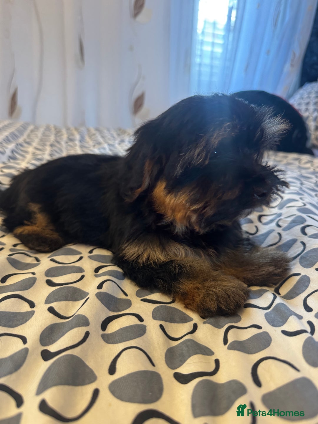 Yorkshire Terrier dogs for sale: Puppies for sale  - Image 13