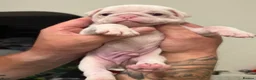 Pug dogs for sale: Stunning litter of 4 Prestige KC reg Pink Pug Pups - Advert 1