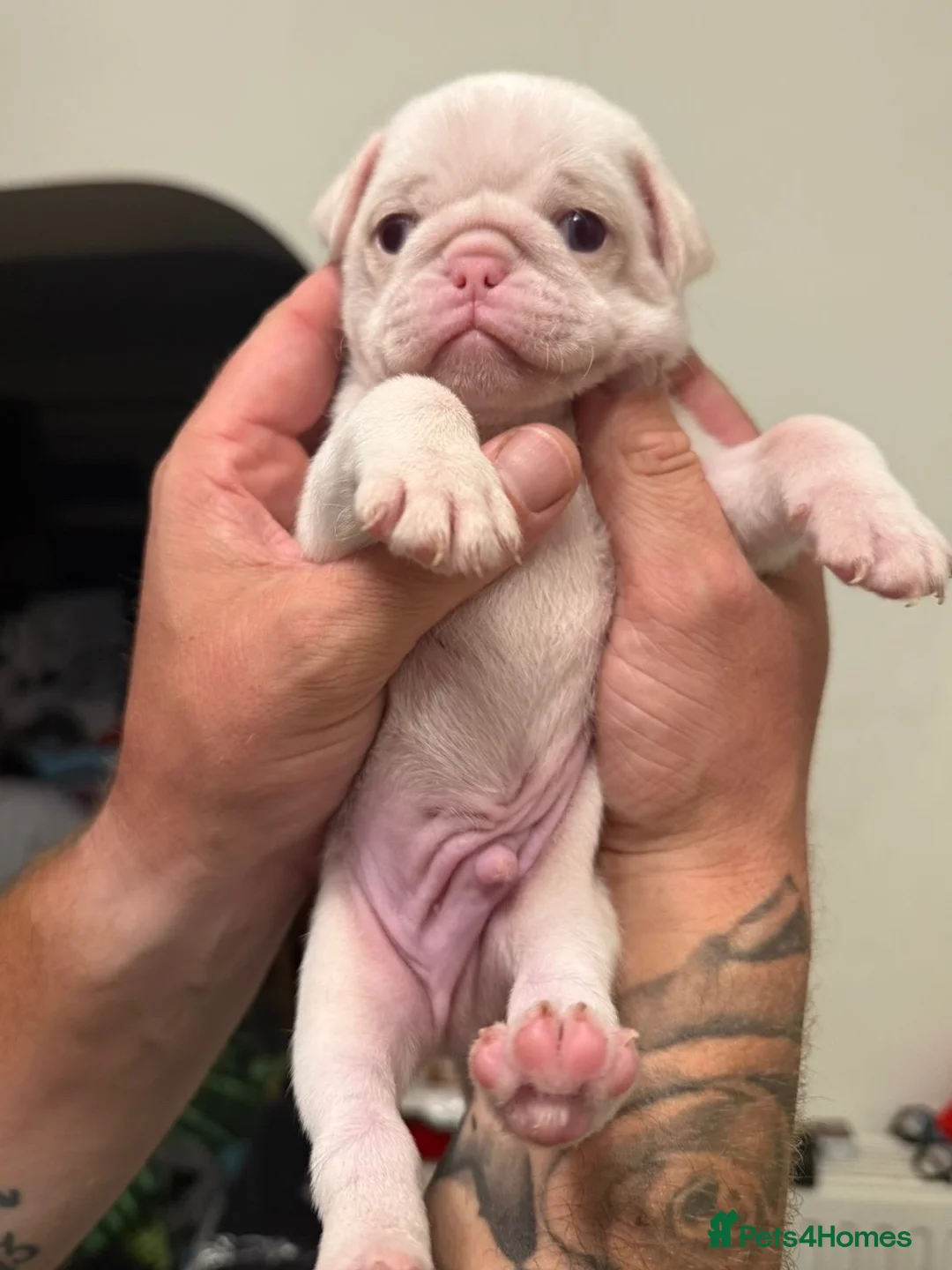 Pug dogs for sale: Stunning litter of 4 Prestige KC reg Pink Pug Pups - Advert 1