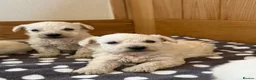 Westiepoo dogs for sale: Westie-poos in Middlesbrough - Advert 5