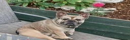 French Bulldog dogs for sale: Male French Bulldog  - Advert 2