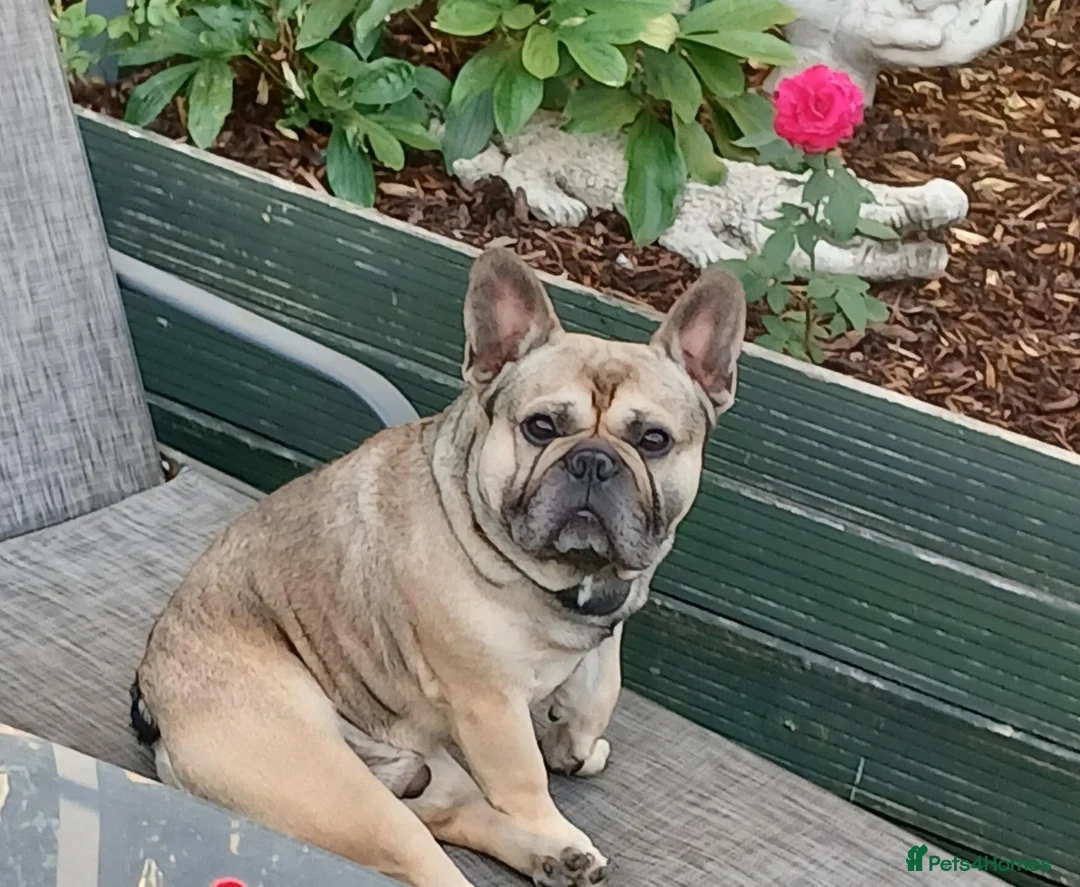 French Bulldog dogs for sale: Male French Bulldog  - Advert 2