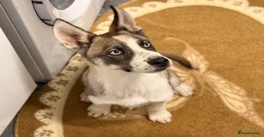 Shepsky dogs - Advert 8