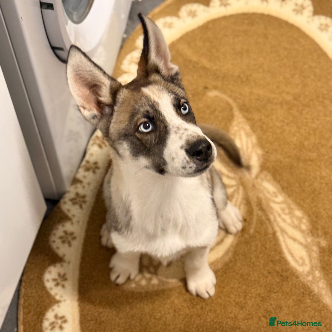Shepsky dogs for sale: Theo the beautiful shepsky - Image 3