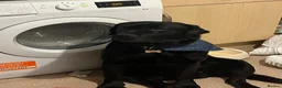 Labrador Retriever dogs for sale: Black Labrador  - Advert 4