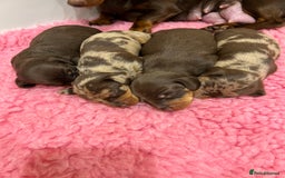Dachshund dogs for stud: Miniature Dachshund Stud Kc registered & Pra clear in Stowmarket - Image 21