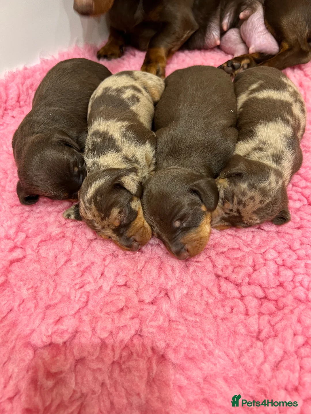 Dachshund dogs for stud: Miniature Dachshund Stud Kc registered & Pra clear in Stowmarket - Advert 21