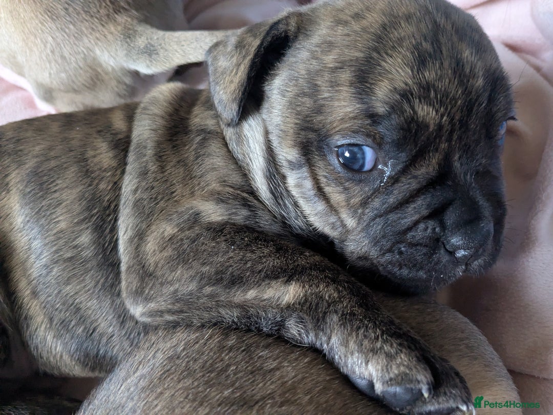 Mixed Breed dogs for sale: Frenchie x staff  - Advert 14