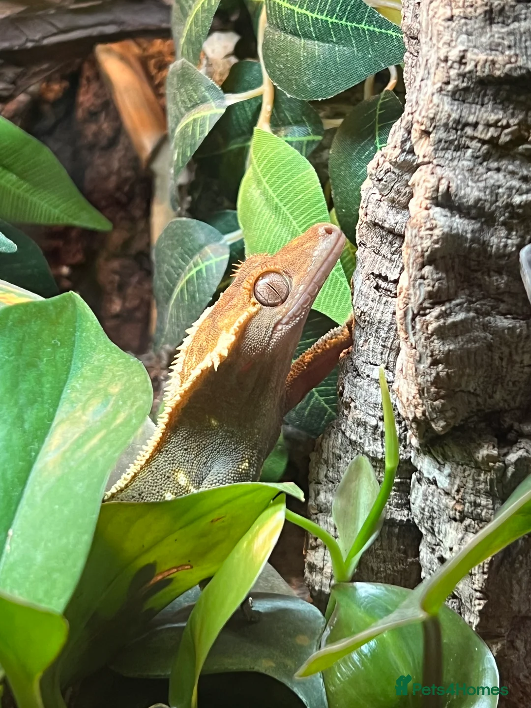 Gecko reptiles for sale: Crested Gecko- loving home wanted  in Norwich - Advert 2