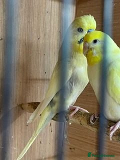 Budgerigars birds baby budgies canarys parrotlets - Advert 10