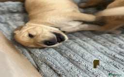 Golden Retriever dogs for sale: Pure bred Golden Retriever puppies - Image 1