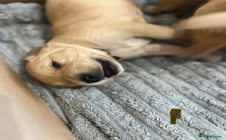 Golden Retriever dogs - Advert 6
