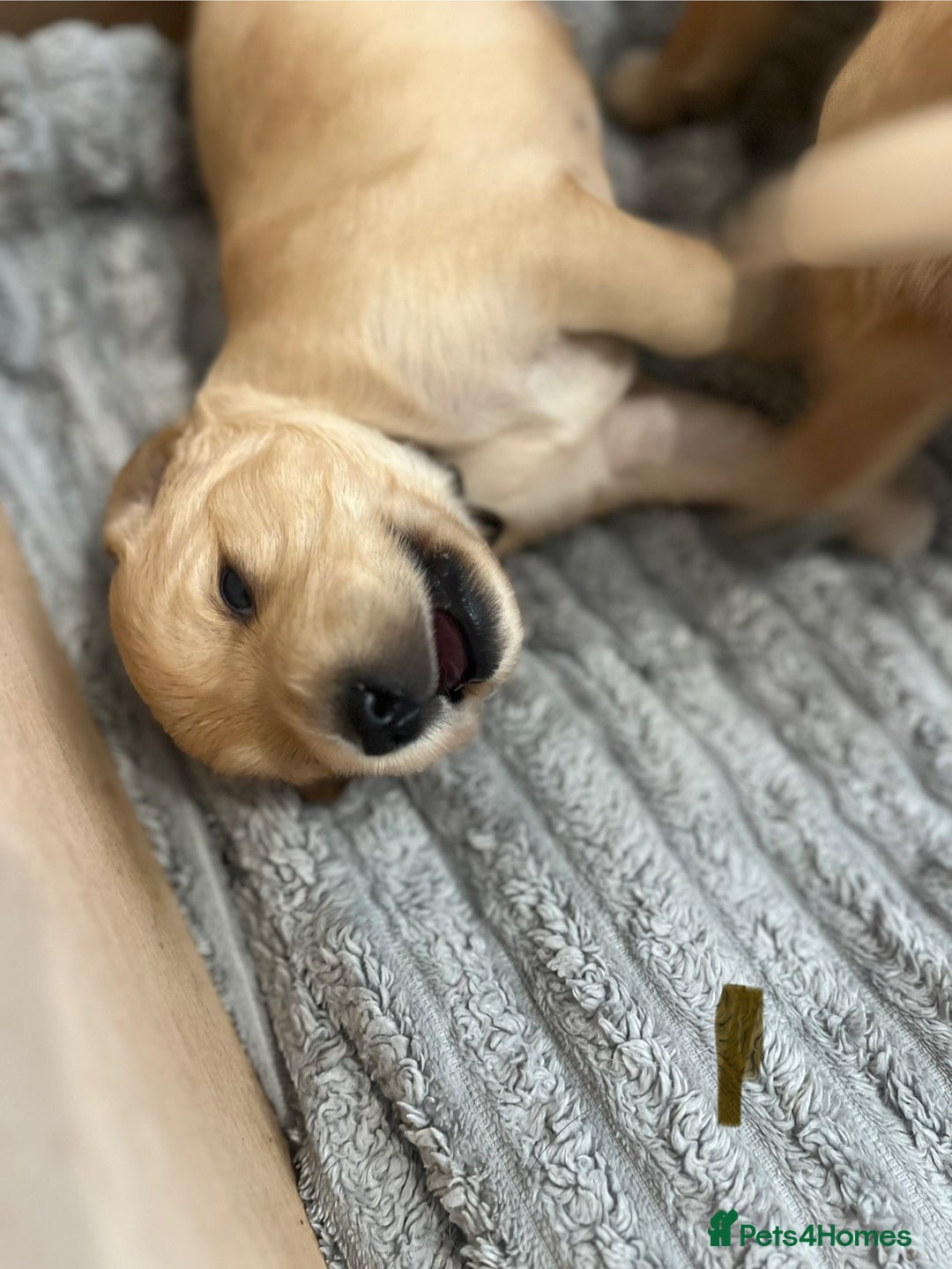 Golden Retriever dogs for sale: Pure bred Golden Retriever puppies - Image 1