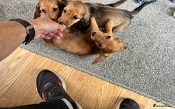Miniature Dachshund dogs for sale: Longhaired shaded red puppies - Image 21