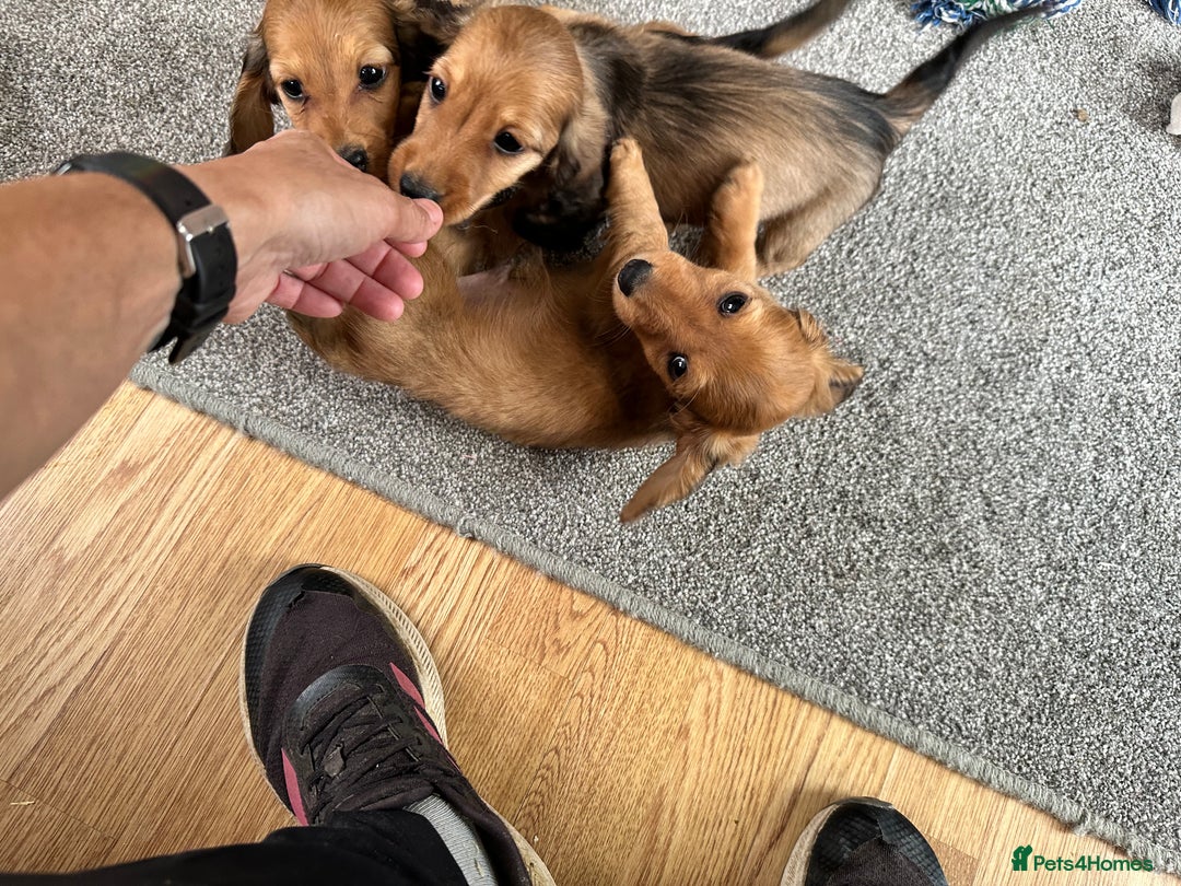 Miniature Dachshund dogs for sale: Longhaired shaded red puppies - Image 21