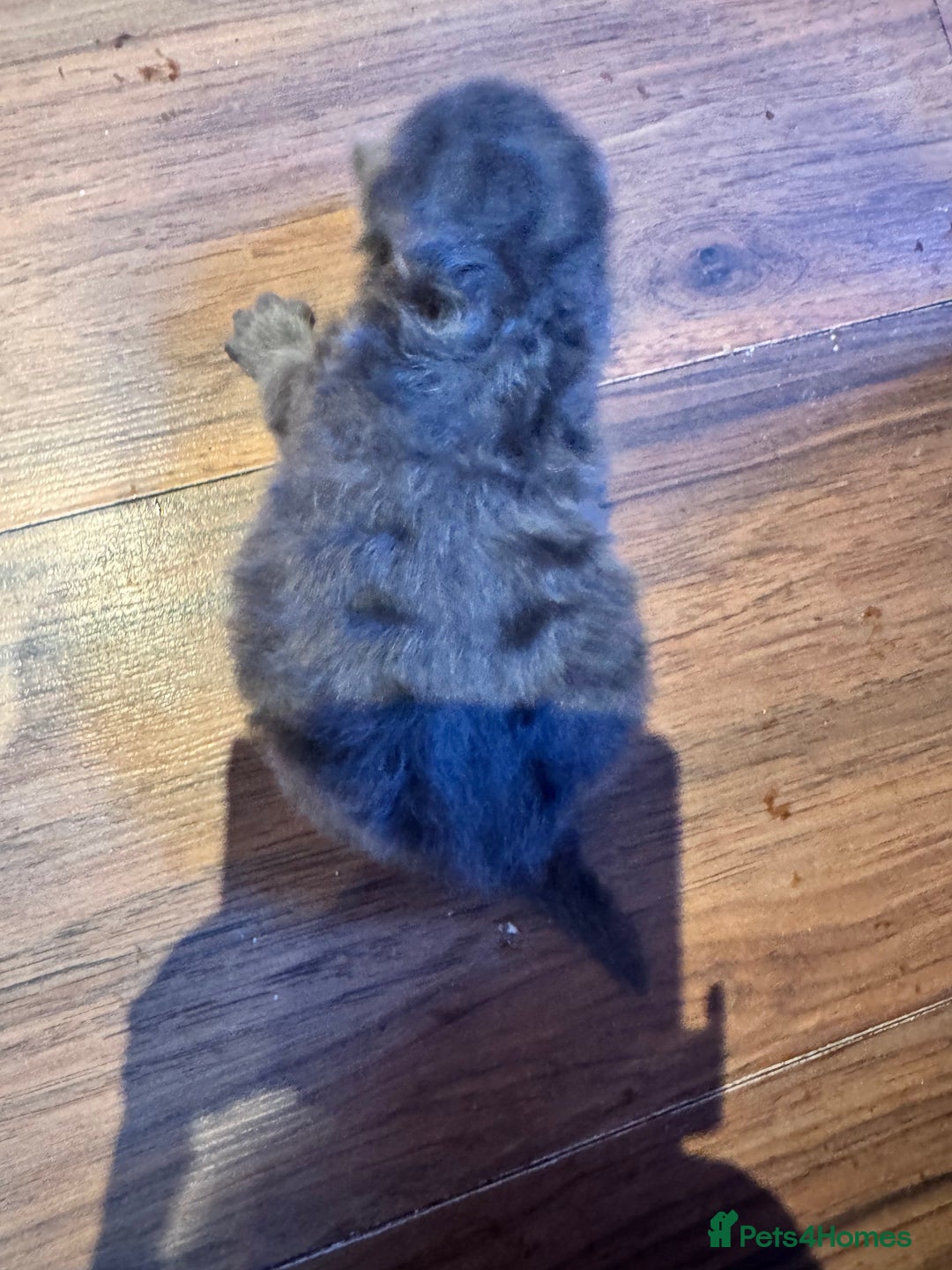Maine Coon cats for sale: Main coon adorable kittens  - Advert 35