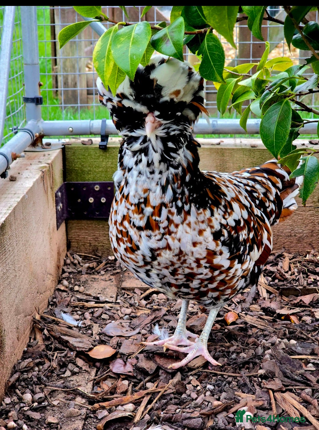 Chickens poultry for sale: Days old chicks available  - Advert 11