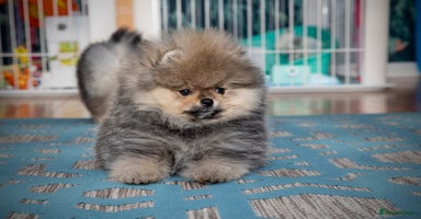 Pomeranian dogs Only boy left for Pom lovers - Advert 3