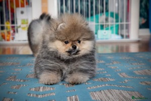 Pomeranian dogs Only boy left for Pom lovers - Advert 3