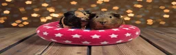 Guinea Pig rodents for sale: Bonded Brothers Bumblebee & Coco - Advert 1
