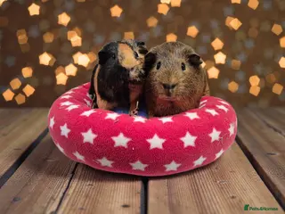 Guinea Pig rodents Bonded Brothers Bumblebee & Coco - Advert 1