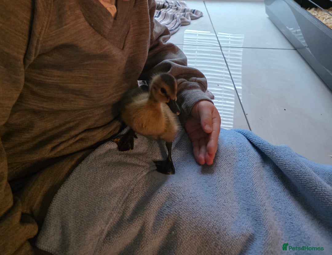 Ducks poultry for sale: Ducklins for sale  - Advert 1