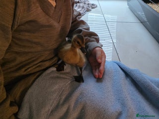 Ducks poultry Ducklins for sale - Advert 1