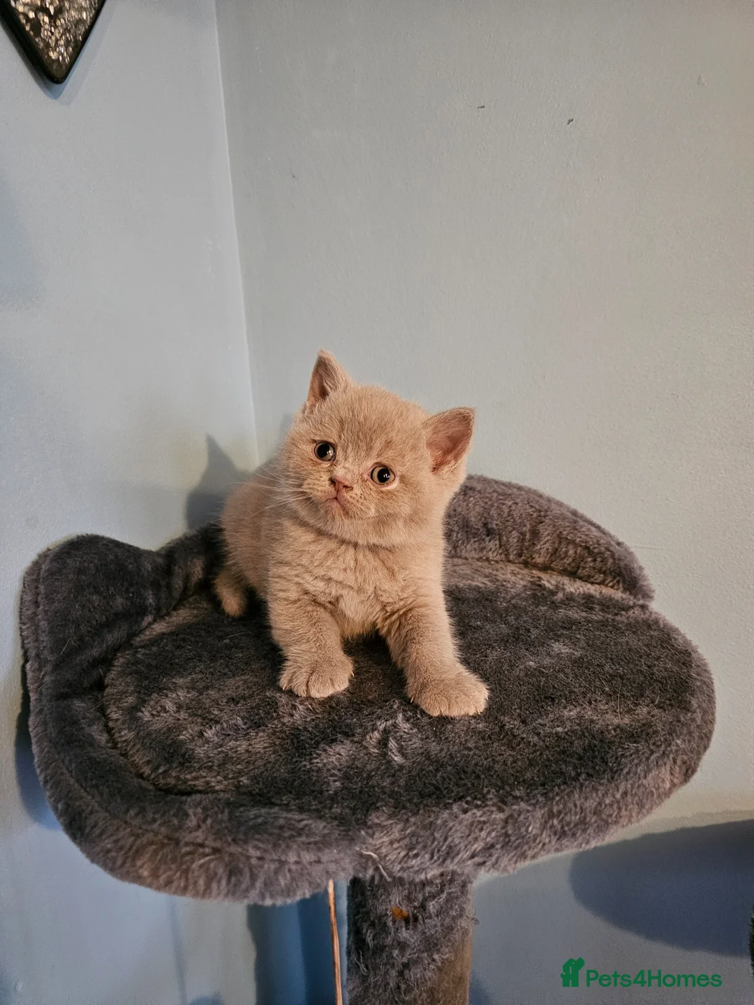 British Shorthair cats for sale: British shorthair kittens  - Advert 1