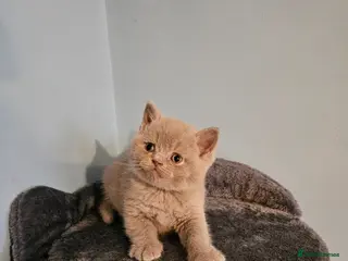 British Shorthair cats British shorthair kittens - Advert 1